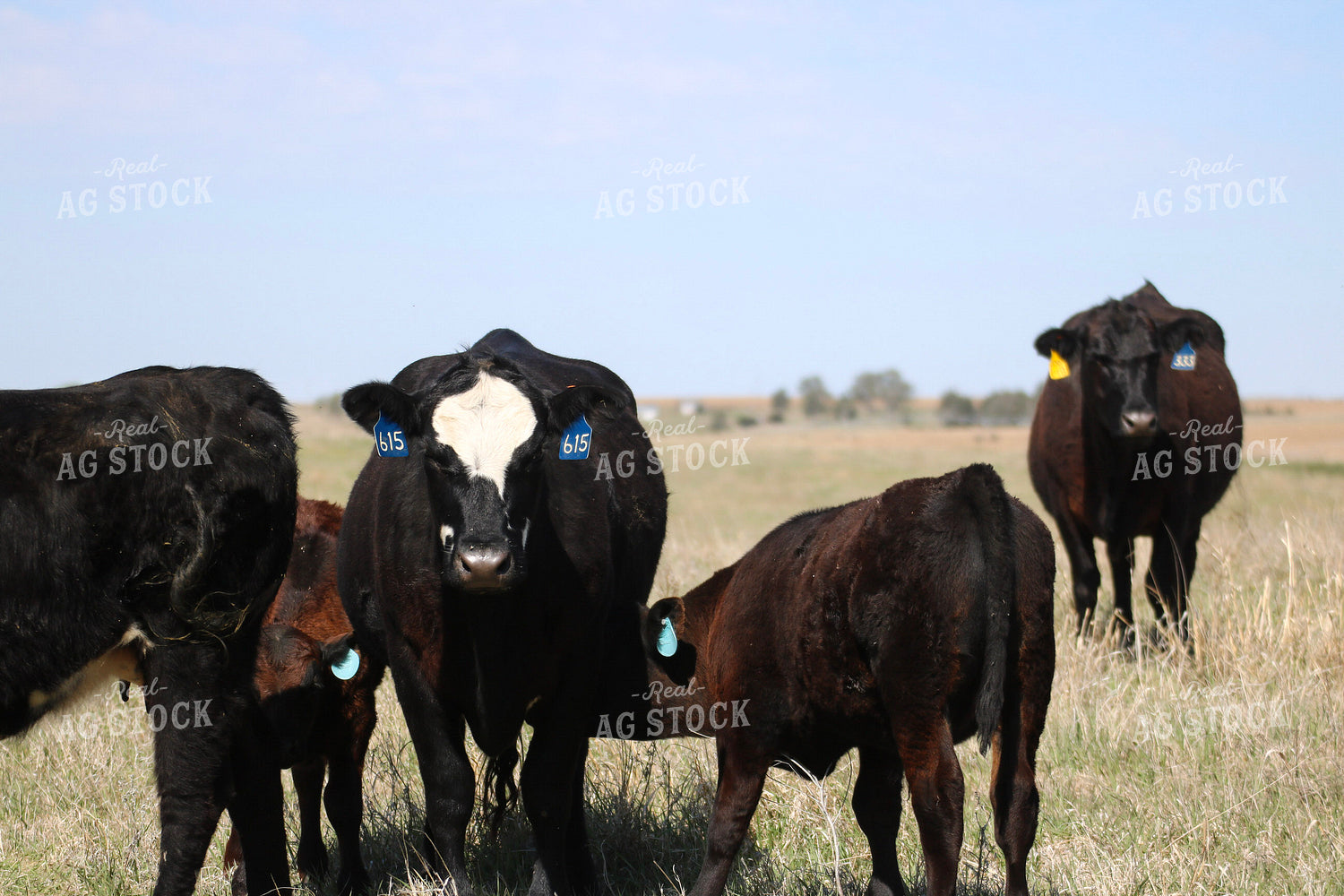 Cow Calf Pairs on Pasture 82422