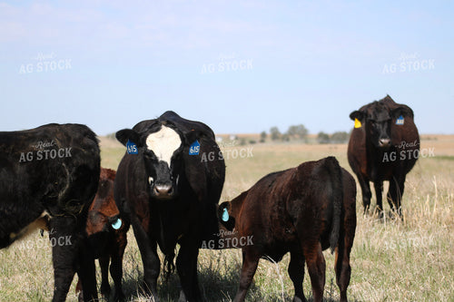 Cow Calf Pairs on Pasture 82422