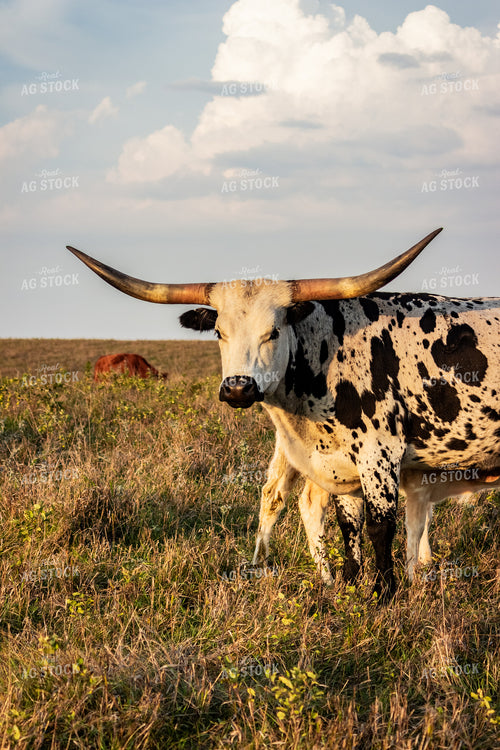 Longhorn Cattle 155068