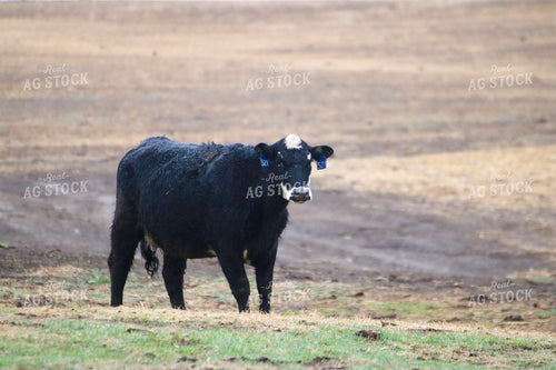 Angus Cross Cow 82270