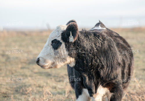 Black Baldy Cow 72015