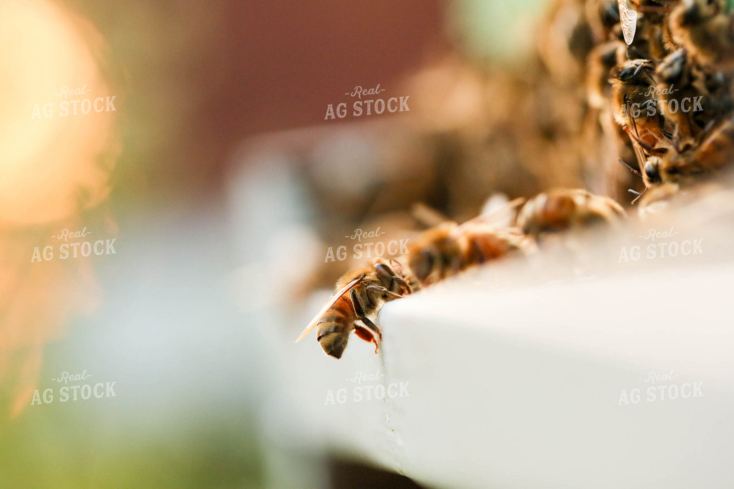 Bees 161004