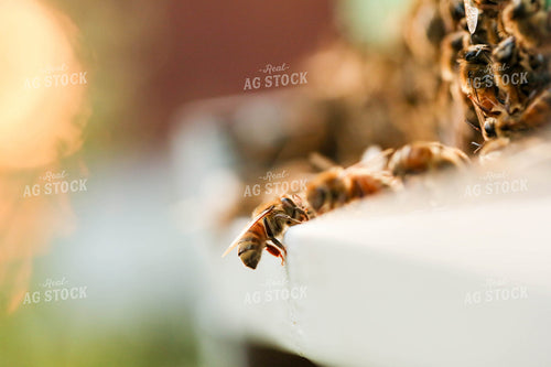 Bees 161004