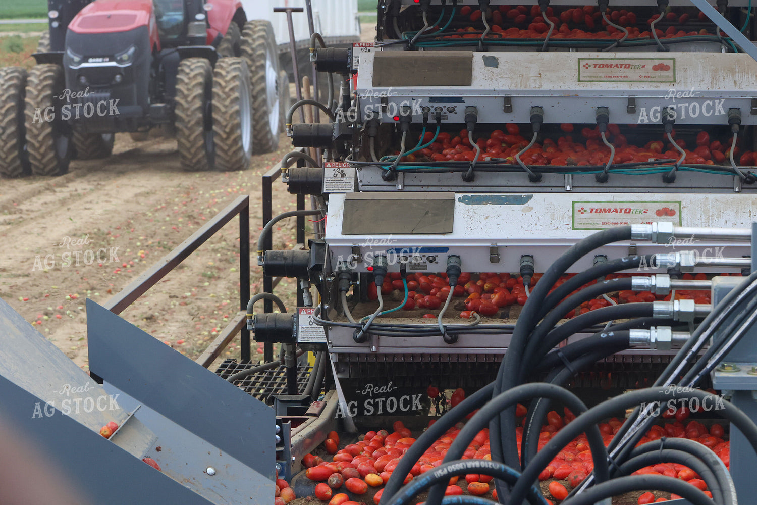 Harvesting Tomatoes 109163