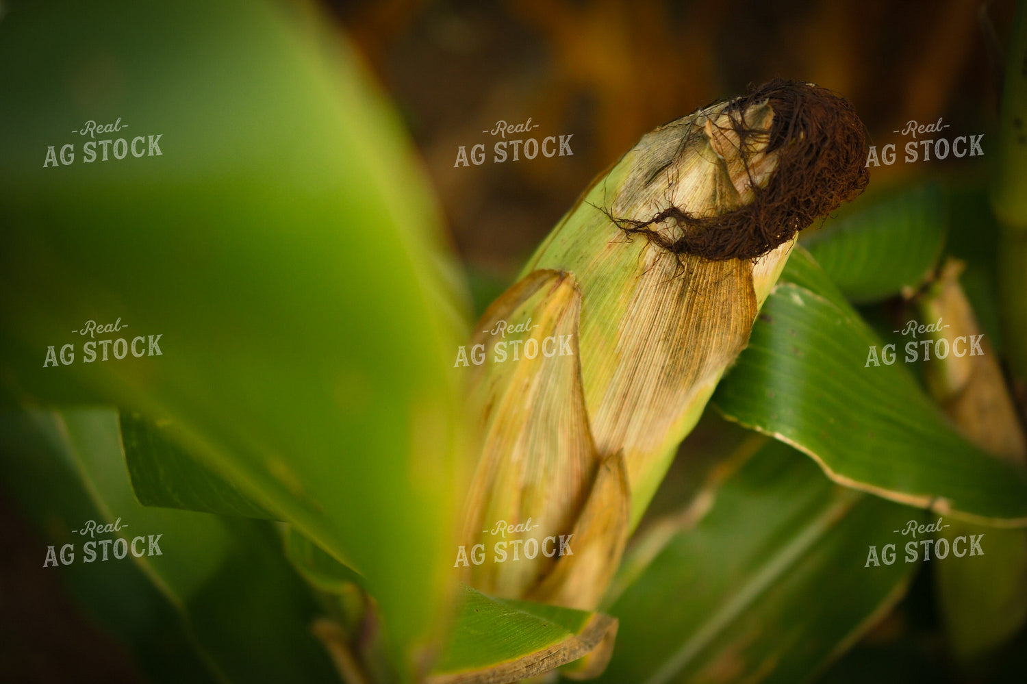 Semidried Corn Ear 191245