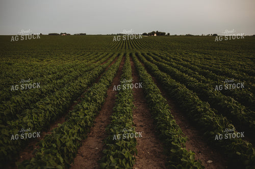 Soybean Field 4618