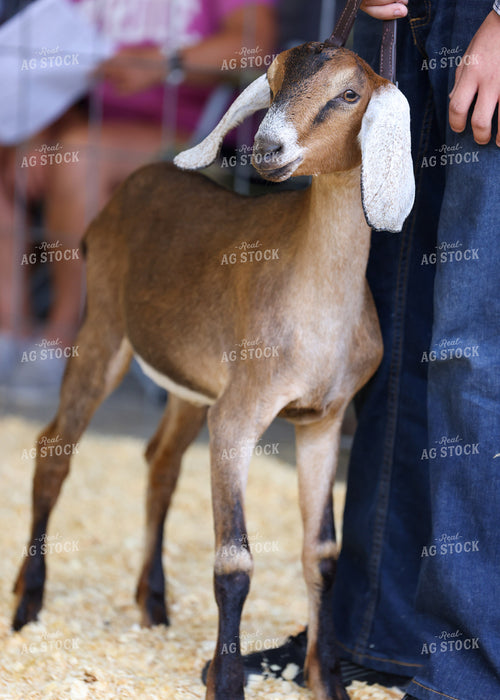 Showing Goats 160080