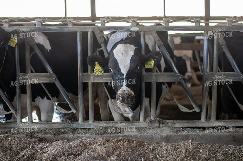 Holstein Cattle 50493