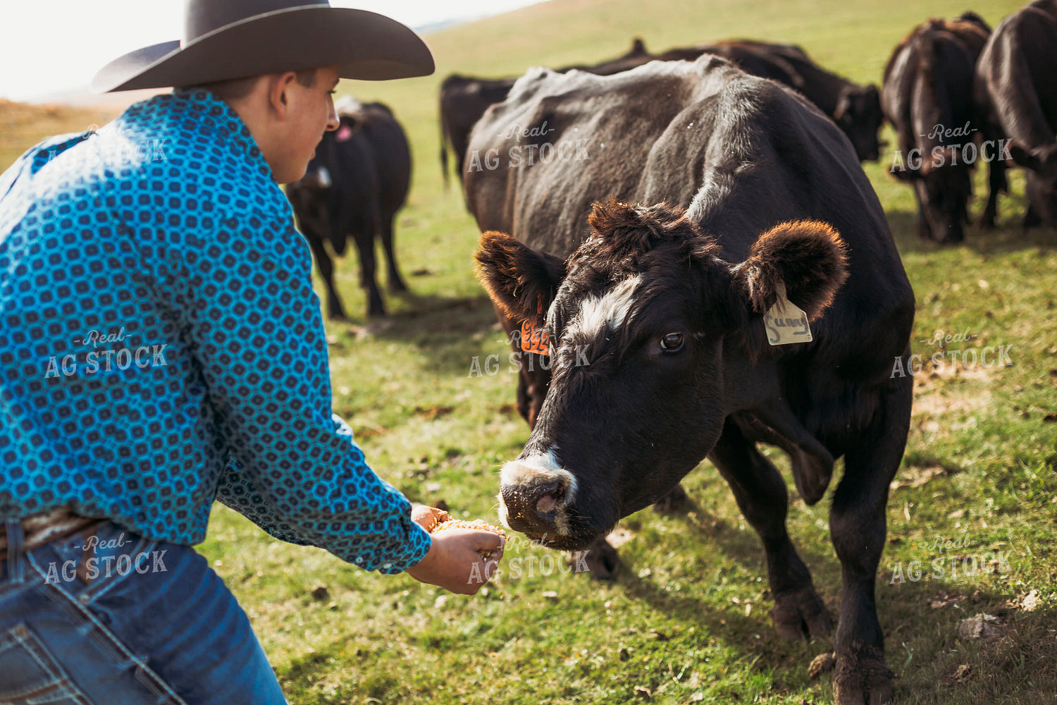 Rancher with Cattle 285003