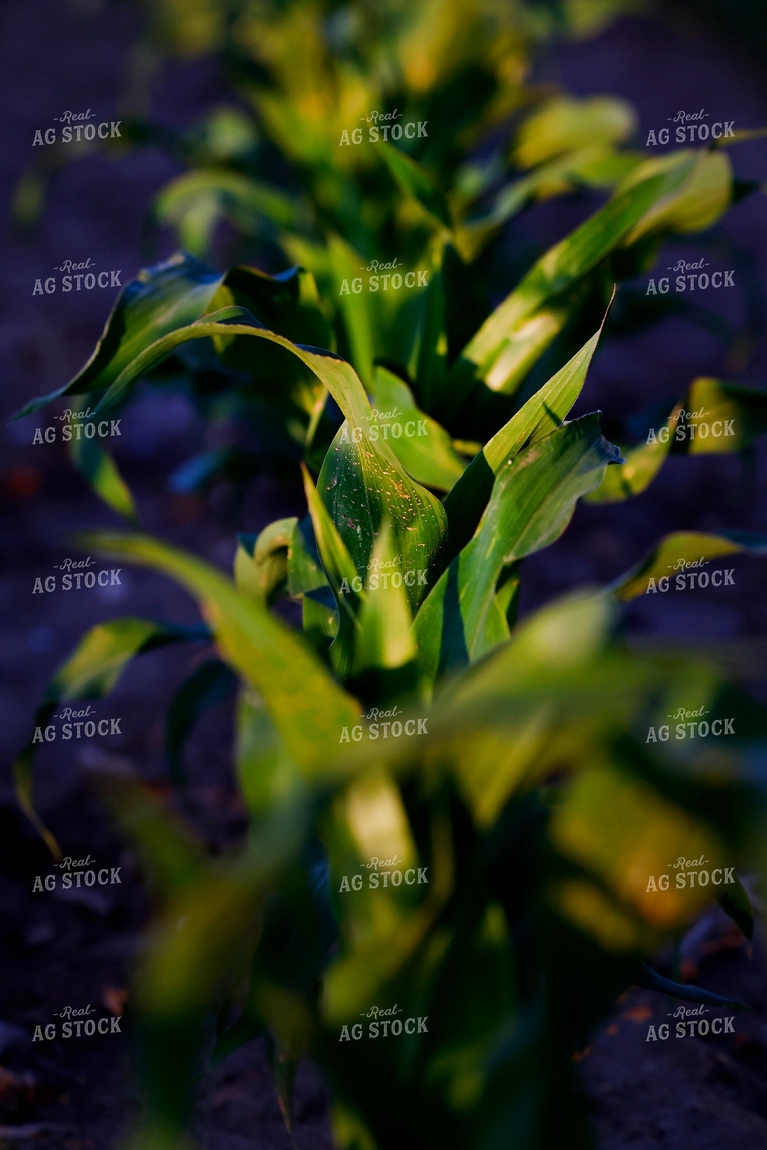 Early Growth Corn Field 129150
