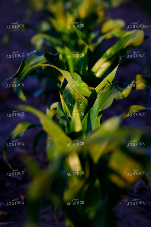 Early Growth Corn Field 129150