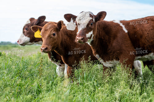 Calves in Grassy Pasture 50079