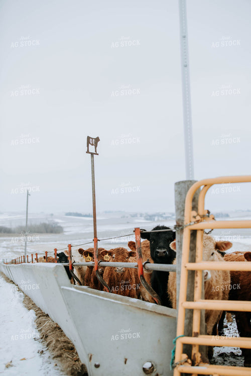 Cattle in Farmyard 77159
