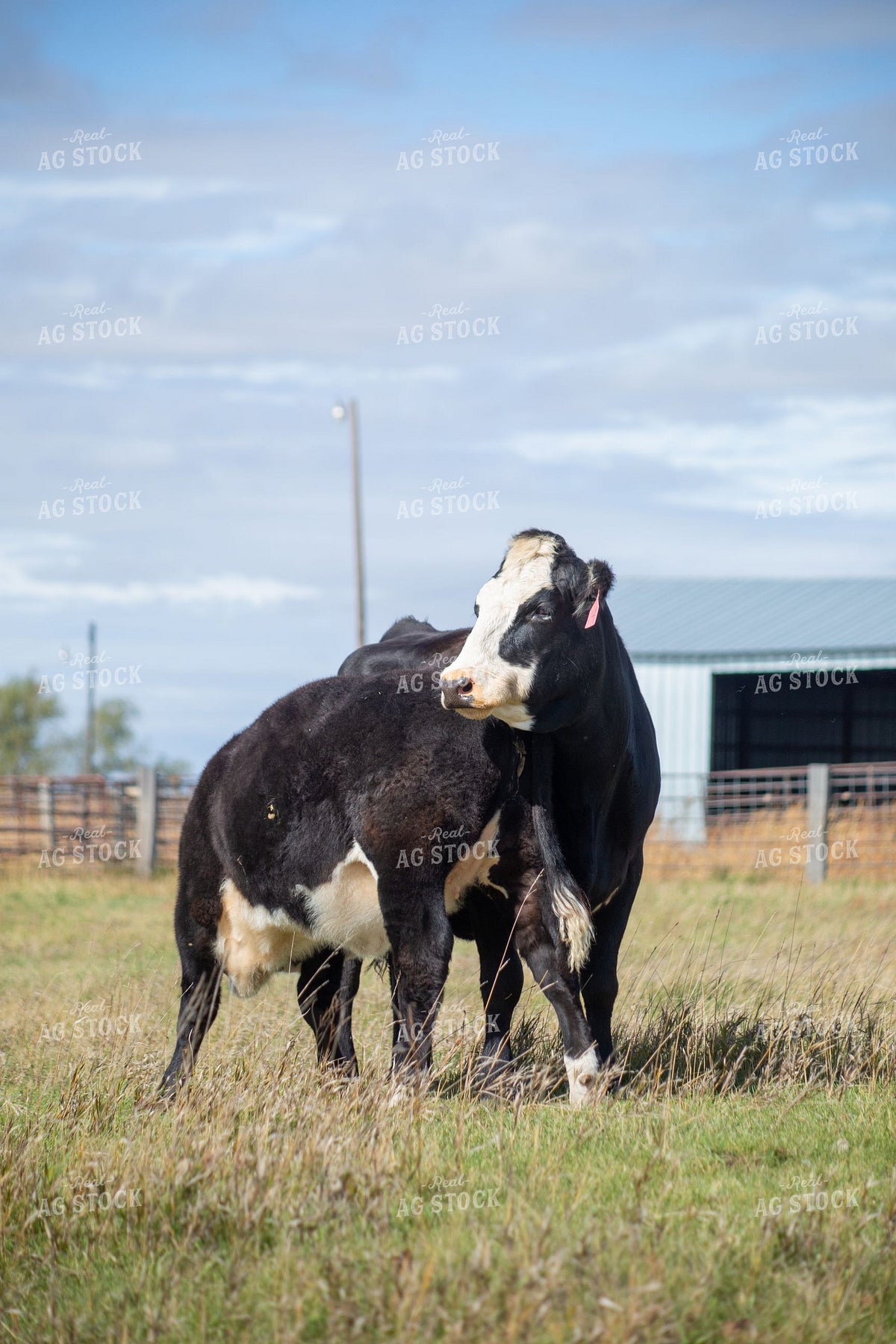 Black Baldy Cow and Calf Pair Standing in Pasture Near Farm Shed 406022