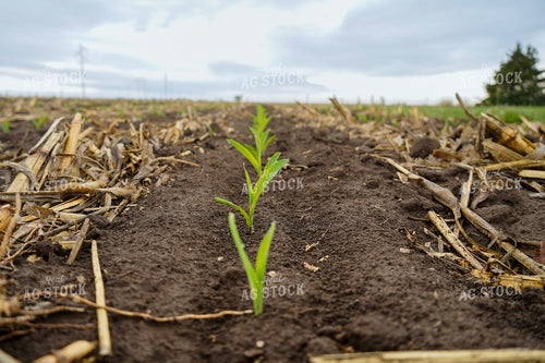 Early Growth Popcorn 65398