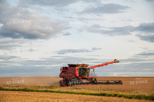 Combine Harvesting Soybeans 25684