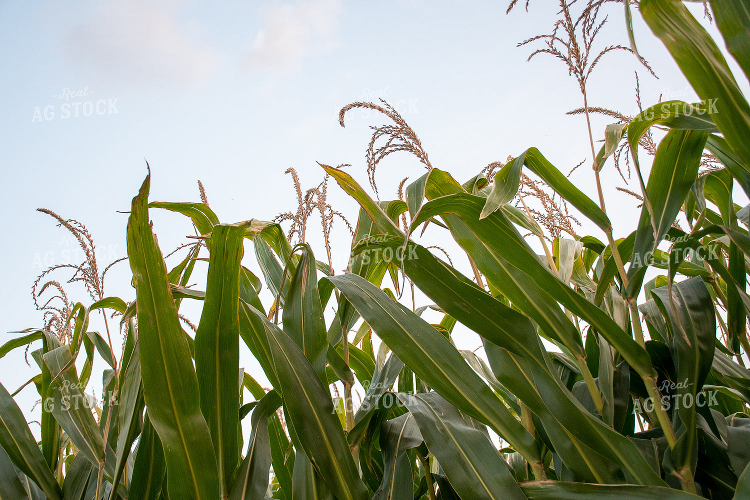 Corn Leaves and Tassels 50256