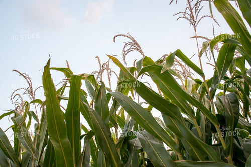 Corn Leaves and Tassels 50256