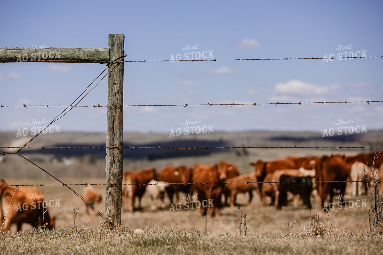 Barbed Wire Pasture 238006