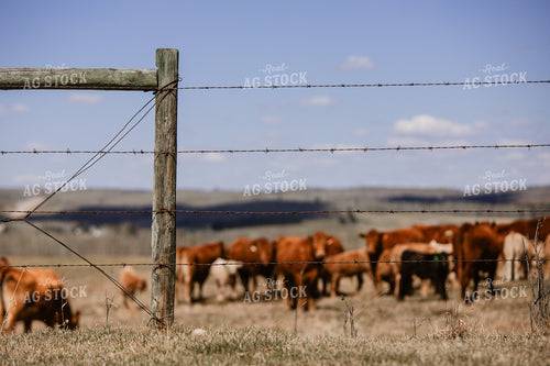 Barbed Wire Pasture 238006