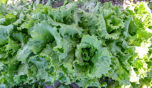 Lettuce 236041