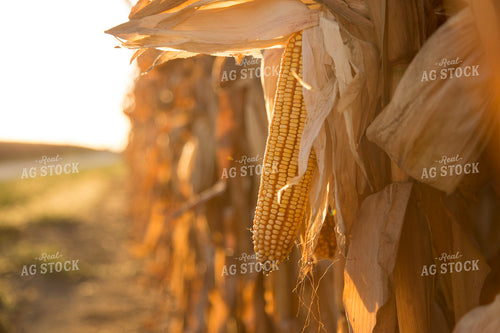 Dried Corn in Field 93041