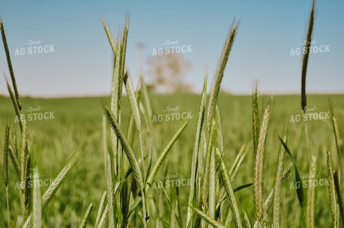 Winter Wheat Field 125030