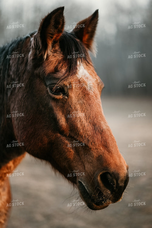 Horse Head 64179