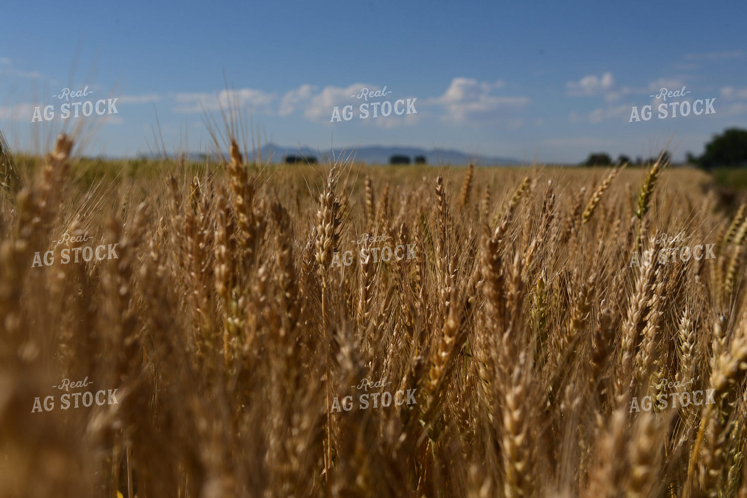 Dried Barley 236047