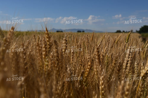 Dried Barley 236047