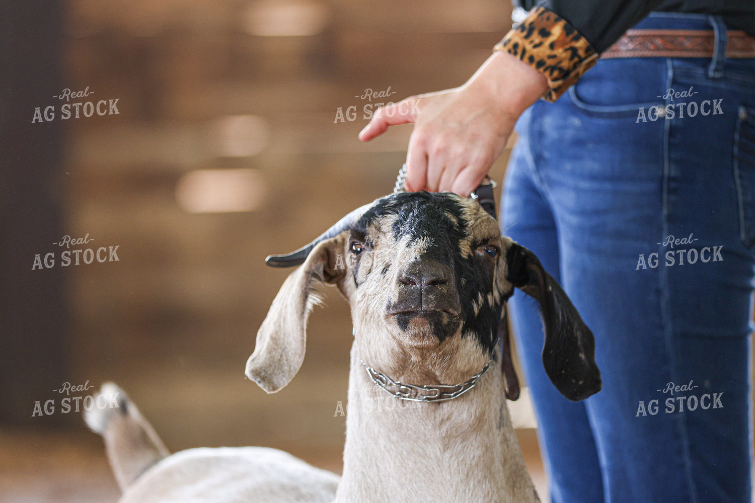 Goat Show 160422