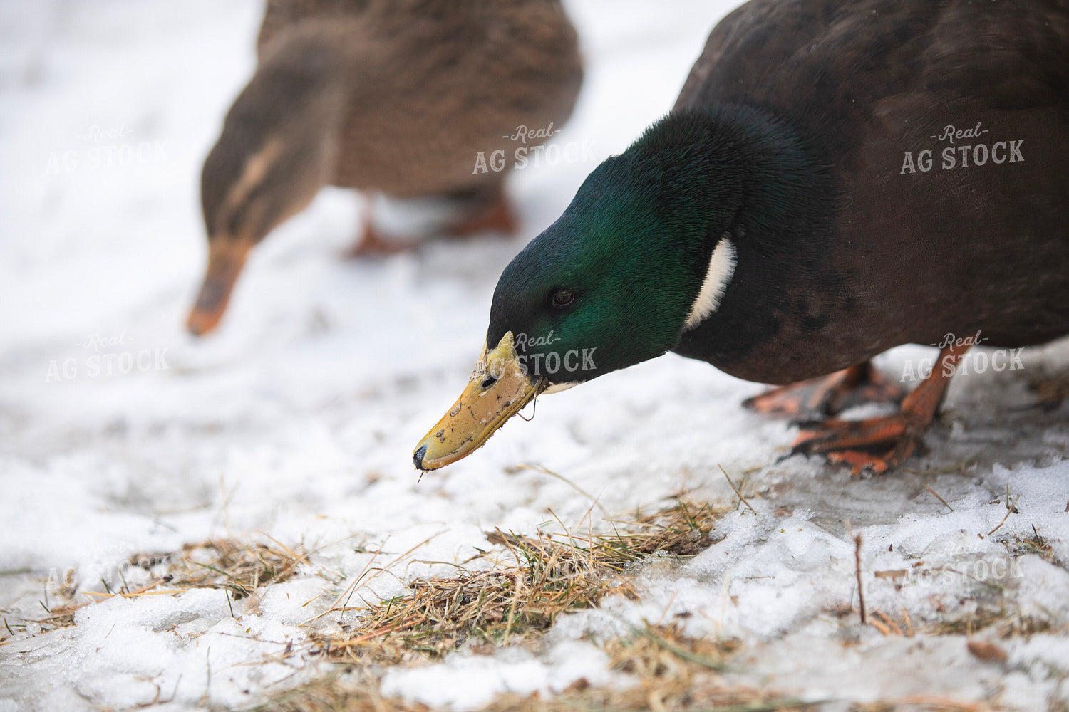 Ducks in Snow 117482