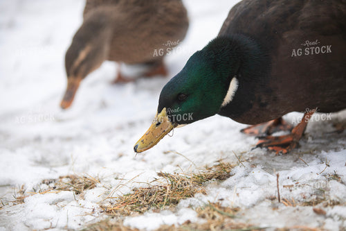 Ducks in Snow 117482