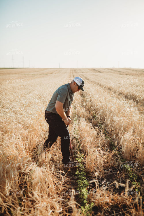 Agronomist with Shovel in Soybean and Rye Cover Crop Field 5824
