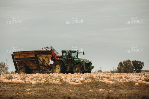 Food Pumpkin Harvest 3553