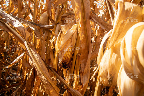 Dried Corn Waiting to be Harvested on a Sunny Day 25900