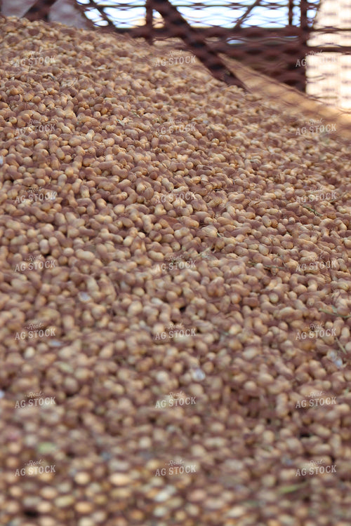 Harvested Peanuts 102197