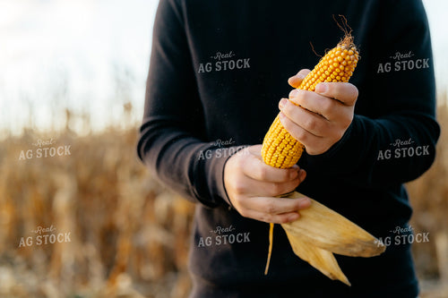 Farmer Checking Corn in Field 68347