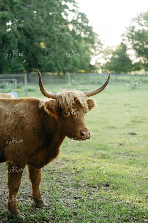 Cattle on Pature 125303