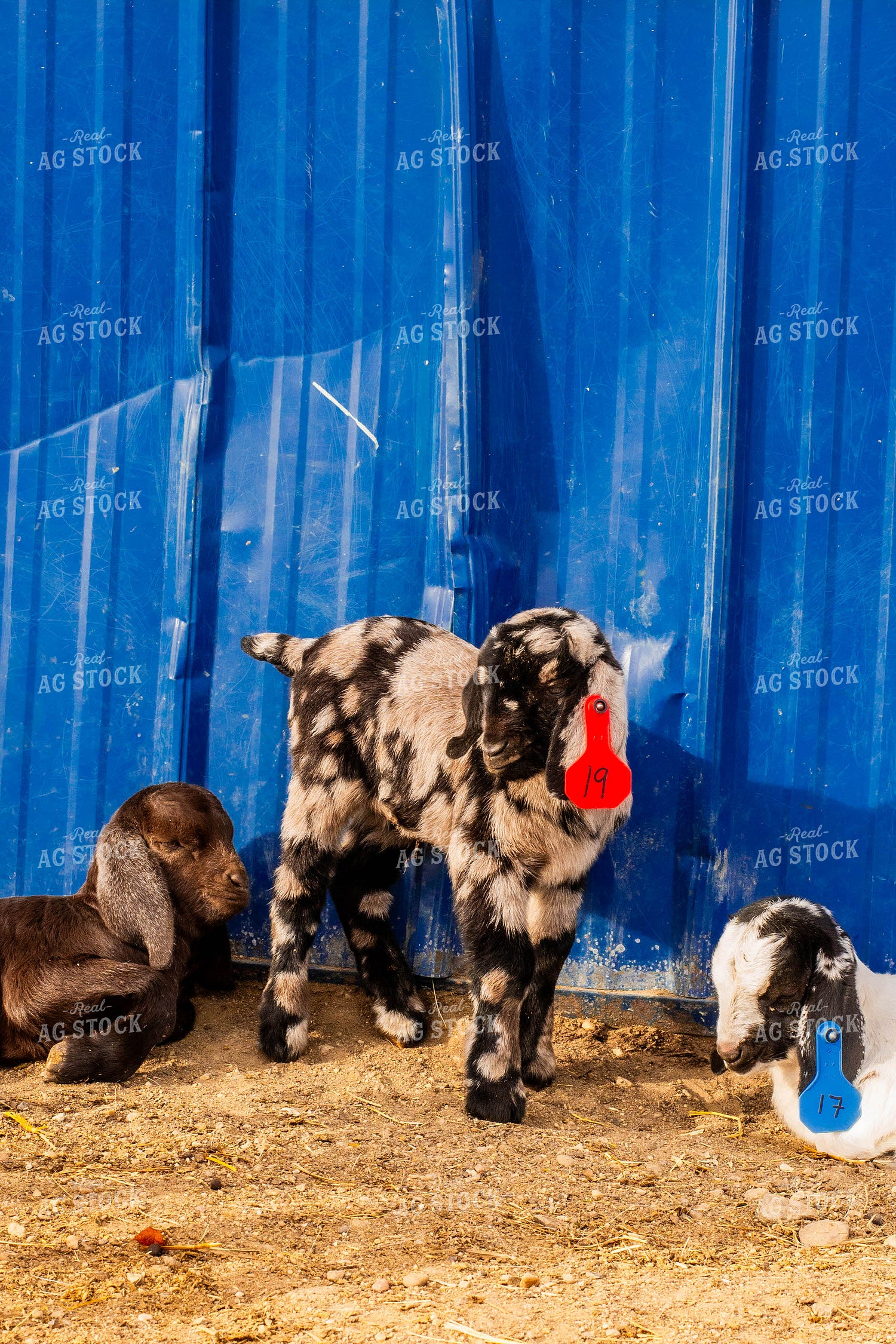 Baby Goats 299078