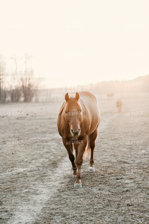 Horse in Pasture 64192