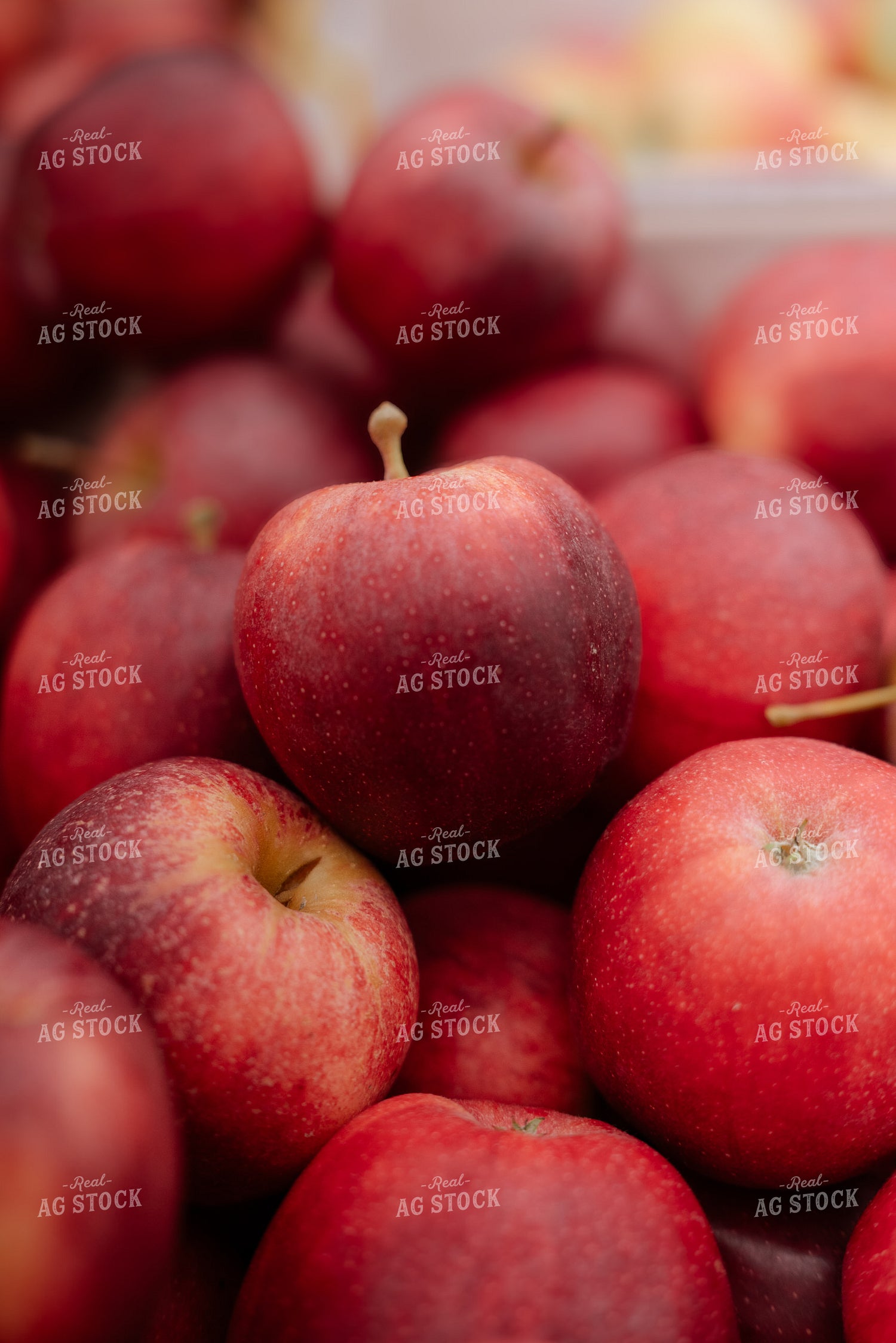 Apples 137111
