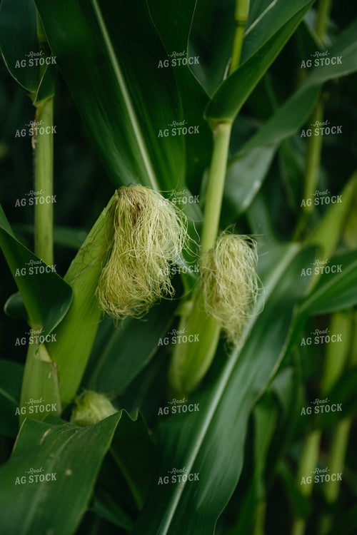 Sweet Corn 125290
