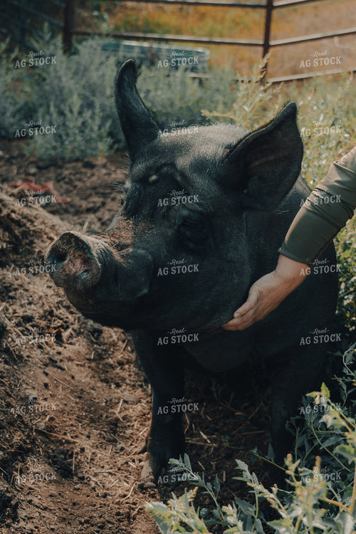 Pasture Pig 58171