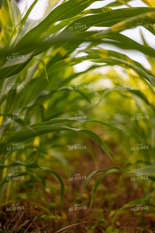 Midseason Corn Field 279012
