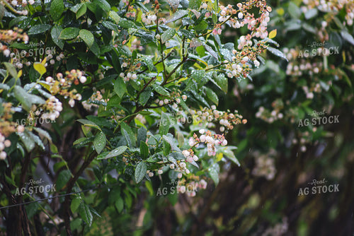Blooming Blueberry Bushes 261086