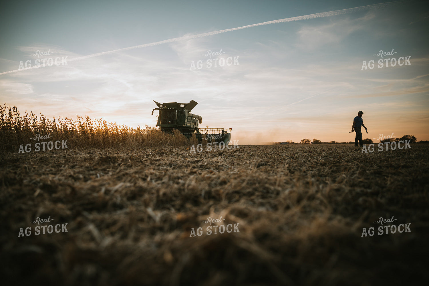 Soybean Harvest at Dusk 6998