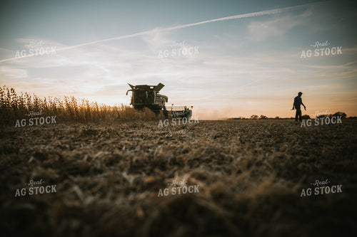 Soybean Harvest at Dusk 6998