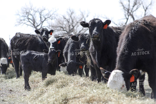 Angus Cow Calf Pairs Eating Hay 117182