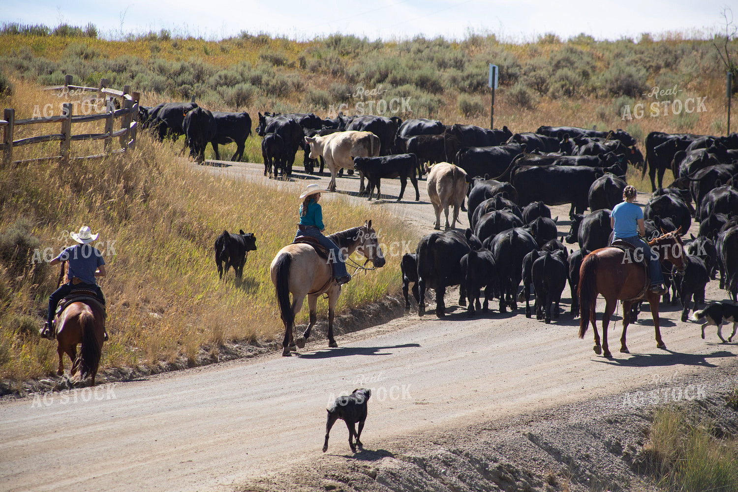 Cattle Drive 117365